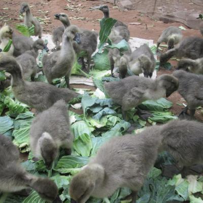 Bán gà ngỗng sư tử giống chuẩn giá rẻ