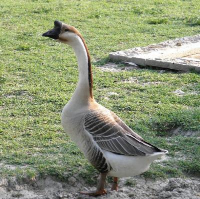 Bán Ngỗng giống,ngỗng thịt (ngỗng trắng,ngỗng sư tử)tại TPHCM & Bến Tre