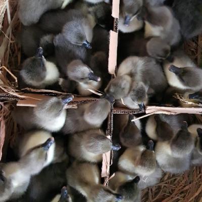 Mua ngỗng sư tử giống ở đâu chất lượng, uy tín nhất?