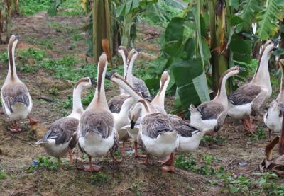 Nuôi loài ngỗng lạ nhìn dữ tợn, chạy giống như chim đà điểu