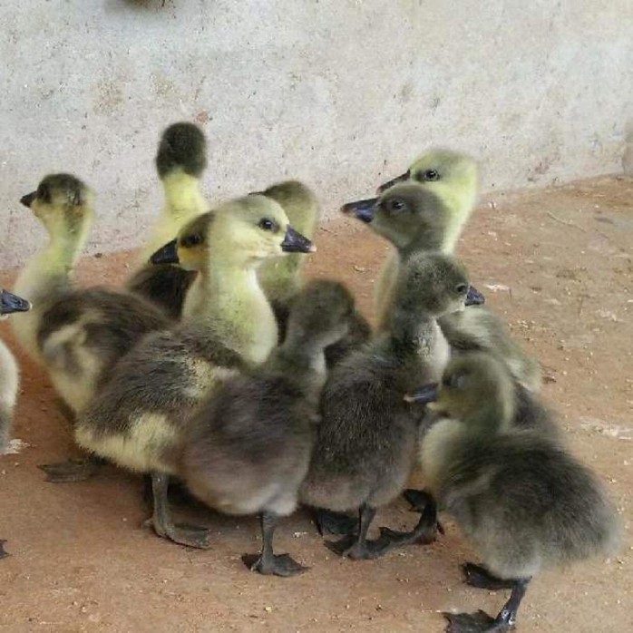Mua ngỗng sư tử qua mạng, được giao... vịt xiêm? - Ảnh 1. Mua ngỗng sư tử qua mạng, được giao... vịt xiêm? - Ảnh 1.