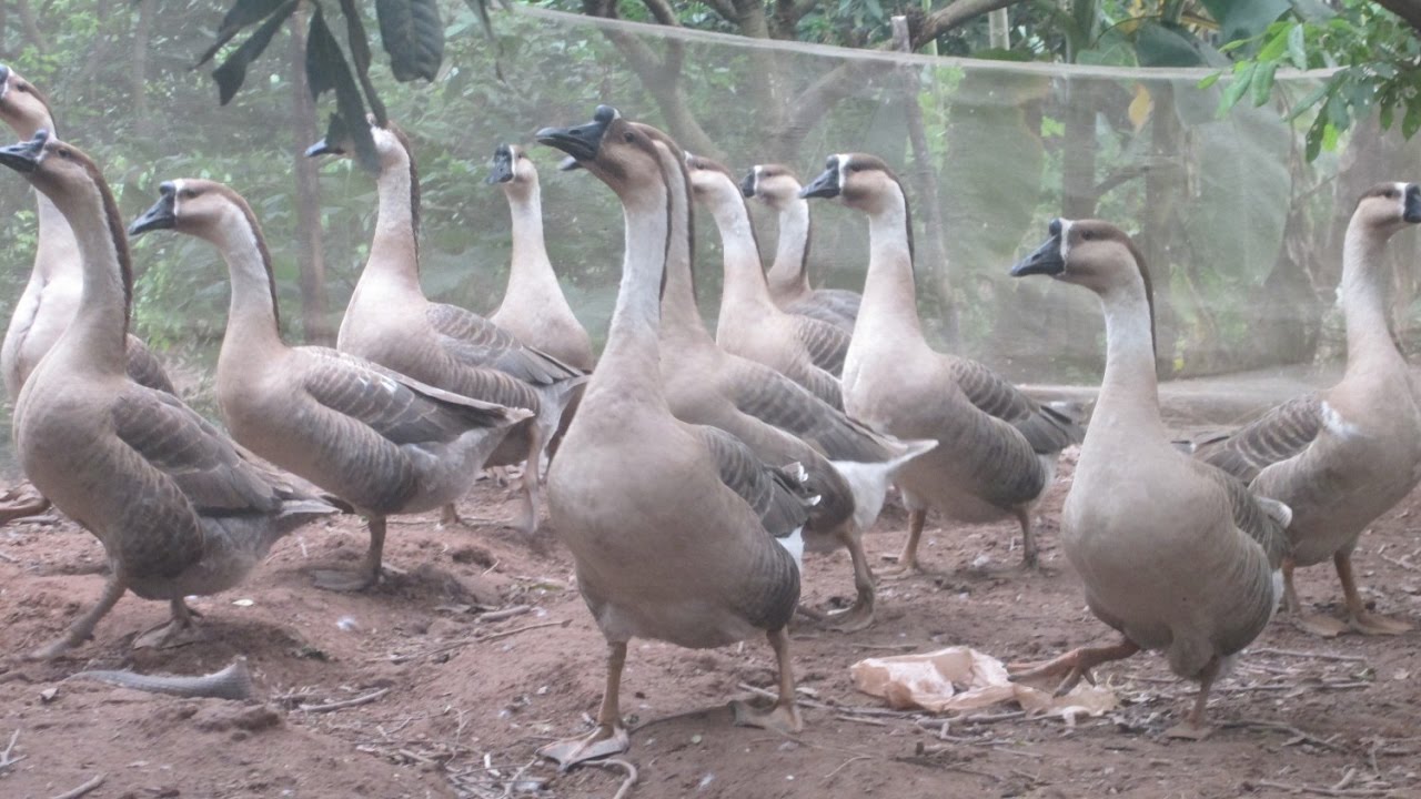 ngỗng